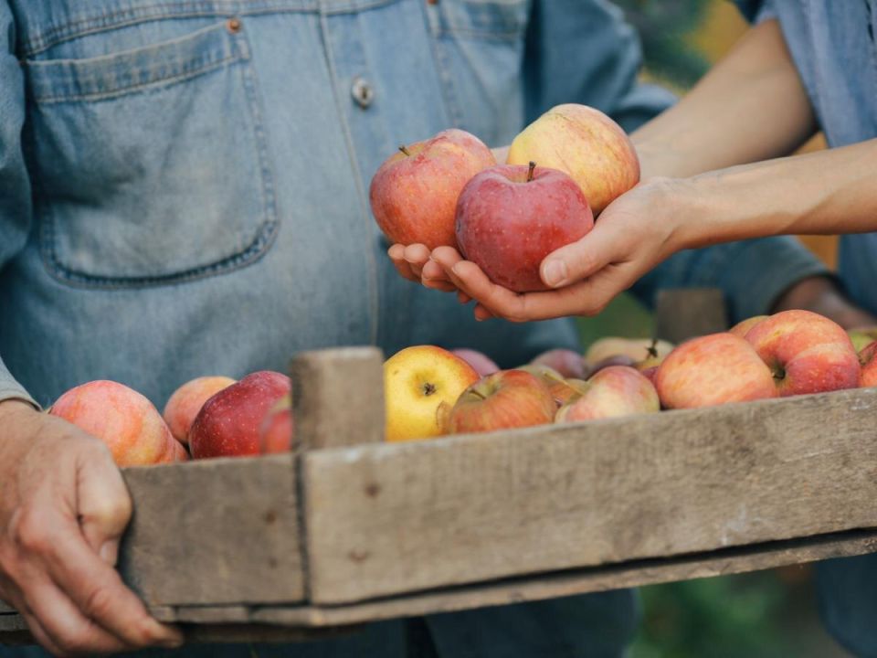 Как сохранить яблоки свежими до весны: секреты и хитрости