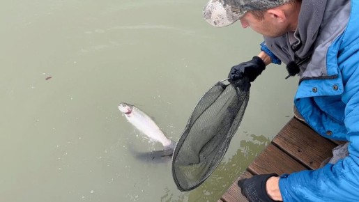 Как правильно транспортировать форель: советы и рекомендации