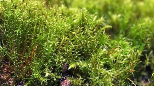 Не на клумбах и не в компосте: вот как используют мох хитрые огородники
