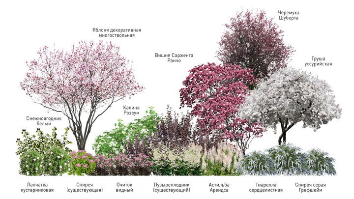 В одном из новгородских скверов могут появиться вишни, груши и яблони В одном из новгородских скверов могут появиться вишни, груши и яблони