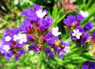 7 однолетников, которые оживят вашу клумбу осенью