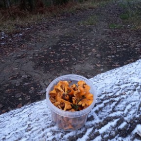 В ноябре в Новгородской области продолжают собирать грибы