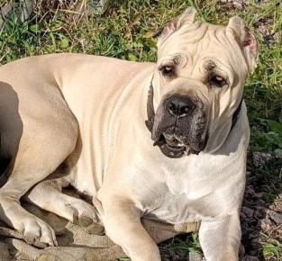 Под Великим Новгородом обнаружили тело пропавшей собаки Зерты