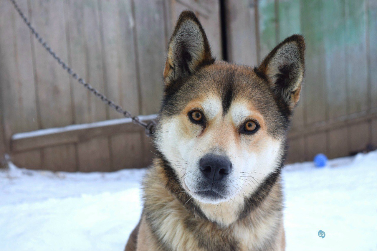Новгородцам напомнили о необходимости регистрации домашних животных