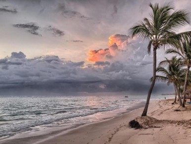 Как вырастить тропическую пальму из косточки финика: советы для домашнего уюта