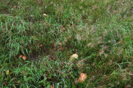 День в поисках грибов: Красногорск открывает свои тайны