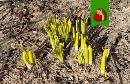 Весеннее пробуждение нарциссов: как ухаживать за этими цветами, чтобы они радовали глаз дольше