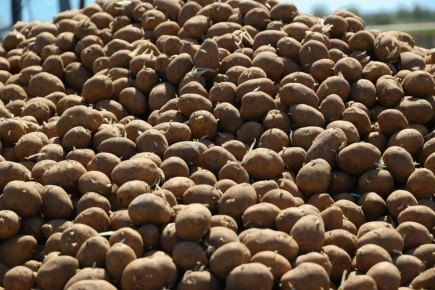 В Новгородской области собрали необходимое количество картофеля и овощей