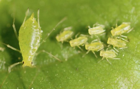 Натуральные способы борьбы с тлей: эффективные рецепты для вашего сада