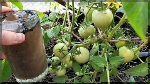 Садовые секреты: как успешно справляться с питанием и болезнями растений в 2025 году