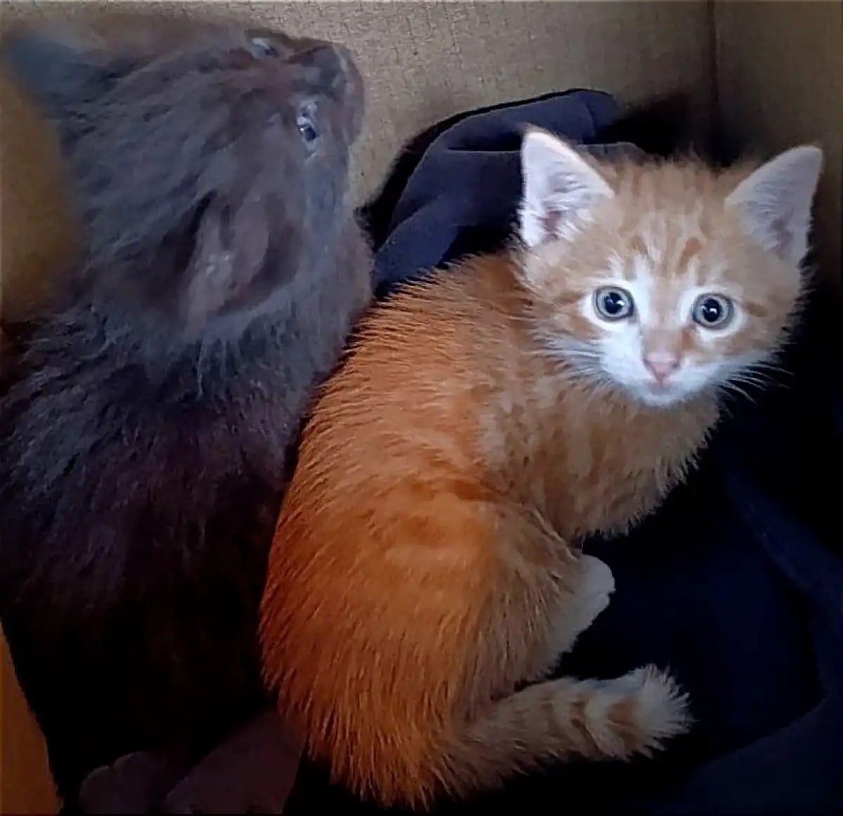 В Великом Новгороде судебные приставы нашли дом для кошачьей семьи В Великом Новгороде судебные приставы нашли дом для кошачьей семьи