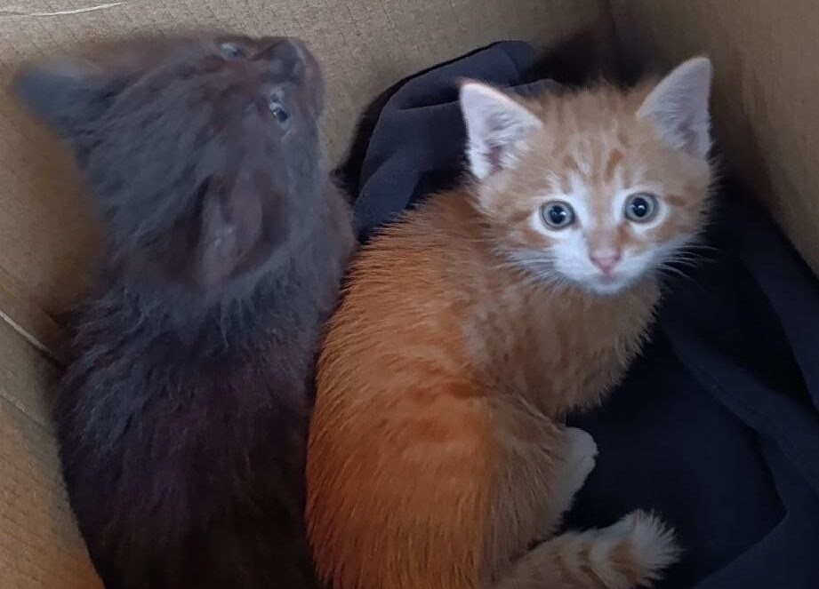 Масяня, Финик и Апельсинка нашли новый дом у новгородских судебных приставов Масяня, Финик и Апельсинка нашли новый дом у новгородских судебных приставов