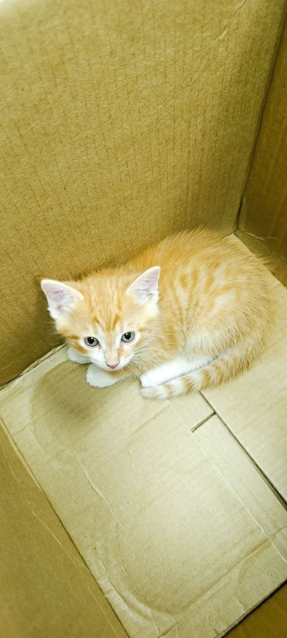 Масяня, Финик и Апельсинка нашли новый дом у новгородских судебных приставов Масяня, Финик и Апельсинка нашли новый дом у новгородских судебных приставов