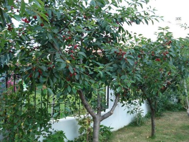 Трещины на вишневых деревьях: как не допустить беды и спасти урожай