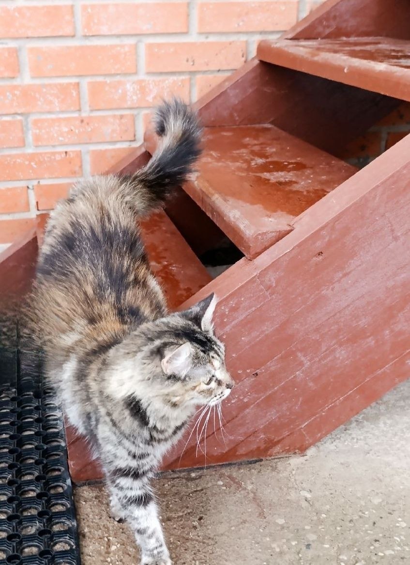 Масяня, Финик и Апельсинка нашли новый дом у новгородских судебных приставов