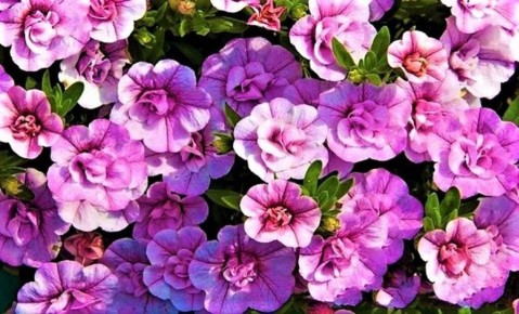 Калибрахоа: яркое цветочное чудо для вашего сада