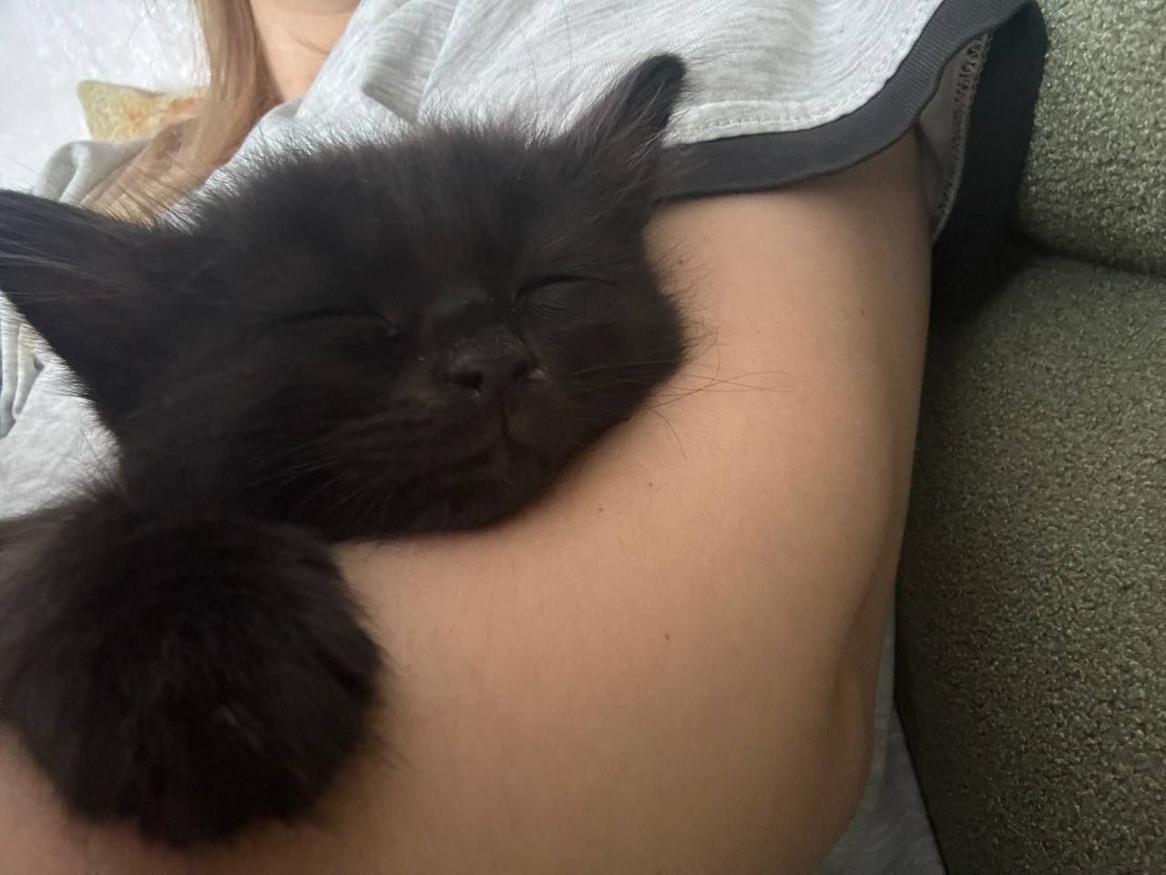 Масяня, Финик и Апельсинка нашли новый дом у новгородских судебных приставов Масяня, Финик и Апельсинка нашли новый дом у новгородских судебных приставов