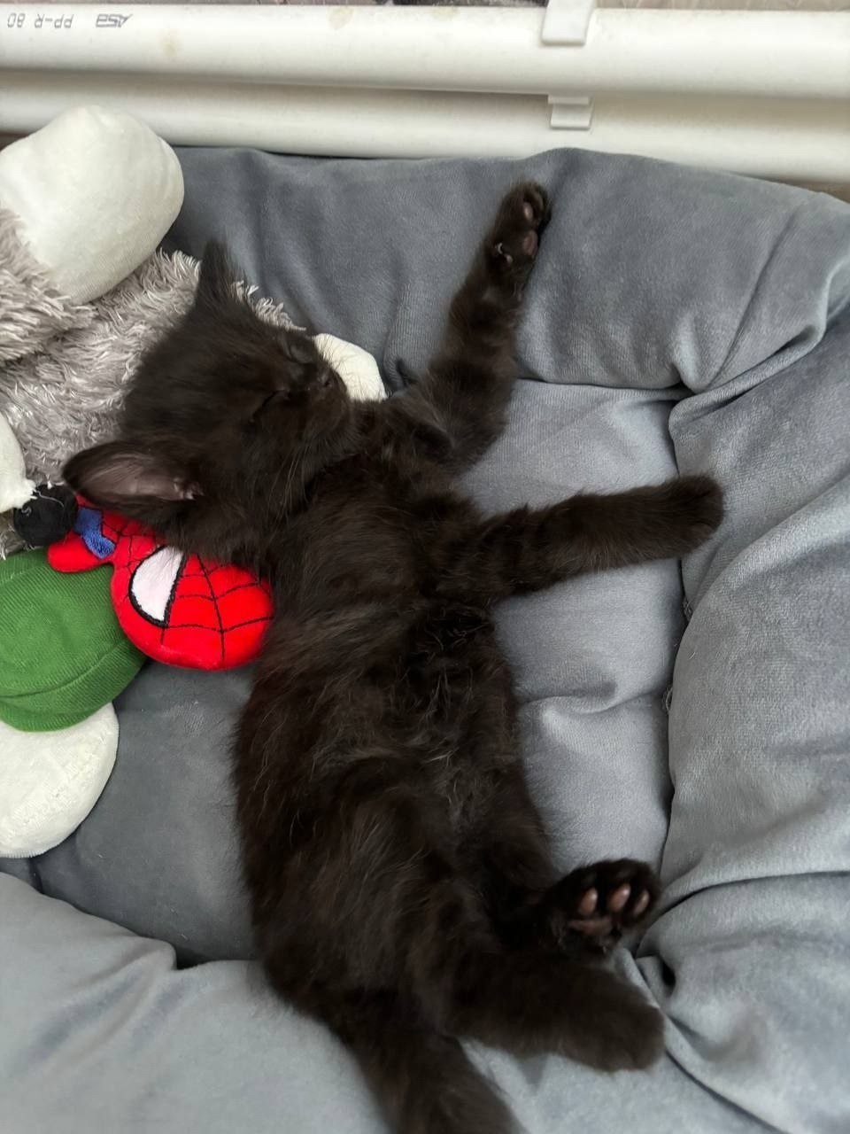 Масяня, Финик и Апельсинка нашли новый дом у новгородских судебных приставов Масяня, Финик и Апельсинка нашли новый дом у новгородских судебных приставов