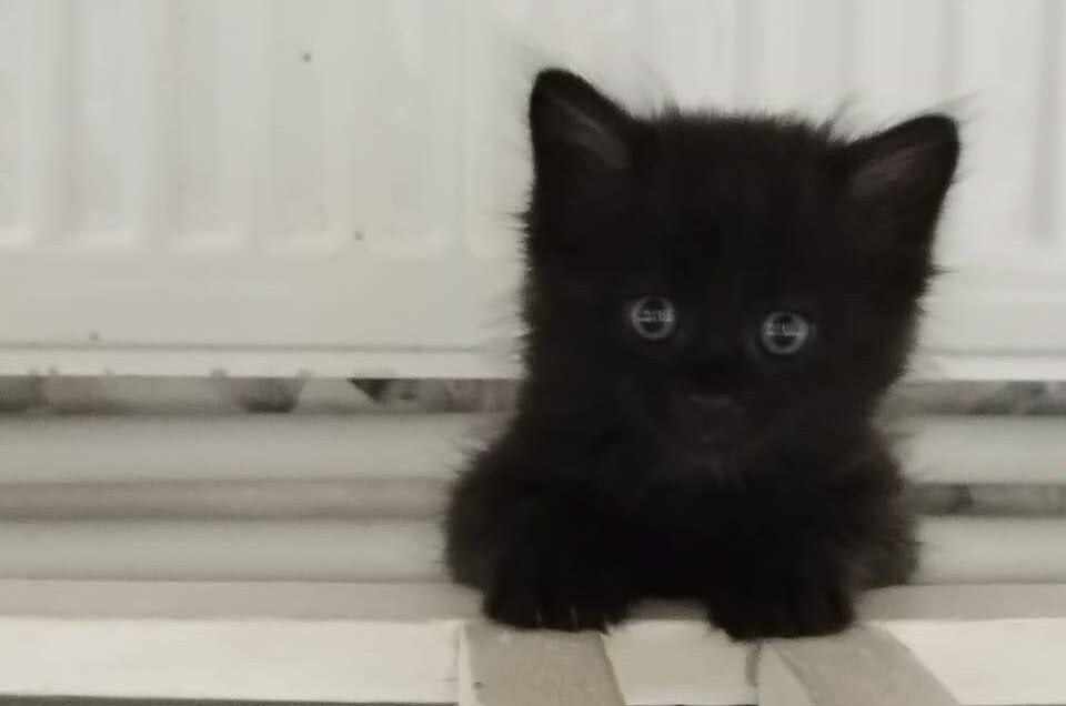 Масяня, Финик и Апельсинка нашли новый дом у новгородских судебных приставов Масяня, Финик и Апельсинка нашли новый дом у новгородских судебных приставов