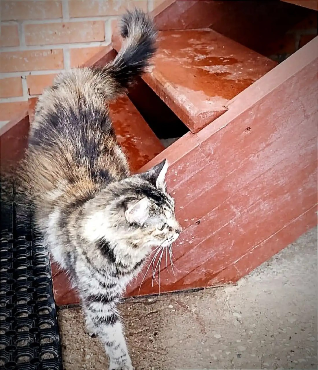 В Великом Новгороде судебные приставы нашли дом для кошачьей семьи