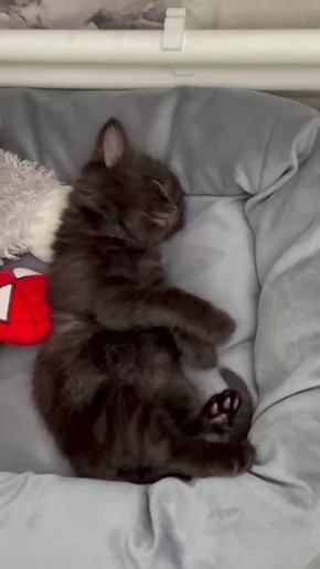 Неожиданная история произошла у судебных приставов Новгородской области