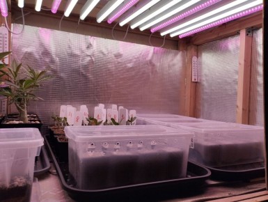 Как вырастить алоэ на высоте: секреты проращивания семян на 12-м этаже и в домашних условиях