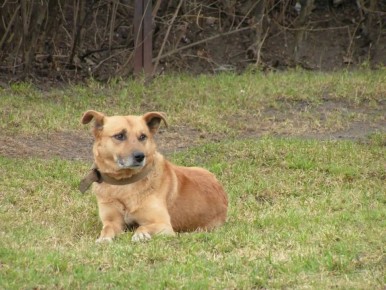 В Новгородской области зарегистрировали почти 4 тысячи собак и всего 40 кошек