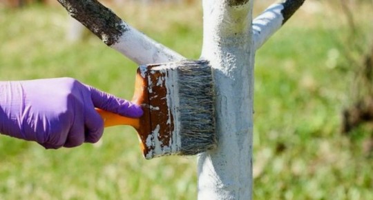 Ошибки осенних работ на даче: чего избежать, чтобы не потерять урожай