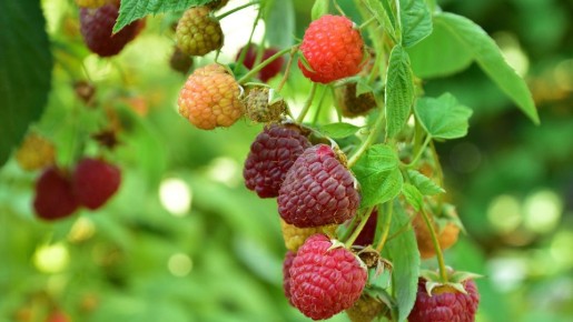 Хуже этого соседа для малины — только яд: и близко не вздумайте посадить