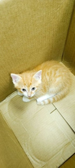 Трогательная история: у новгородских приставов появилось пушистое семейство