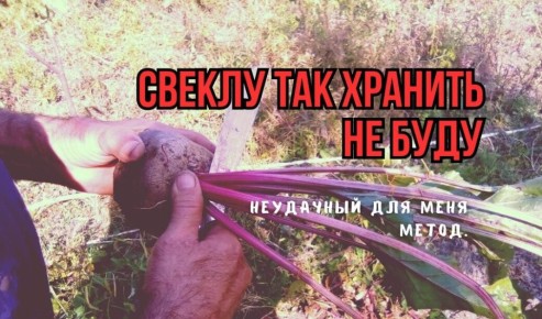 Разбираемся с хранением свеклы: что не так с обрезкой?