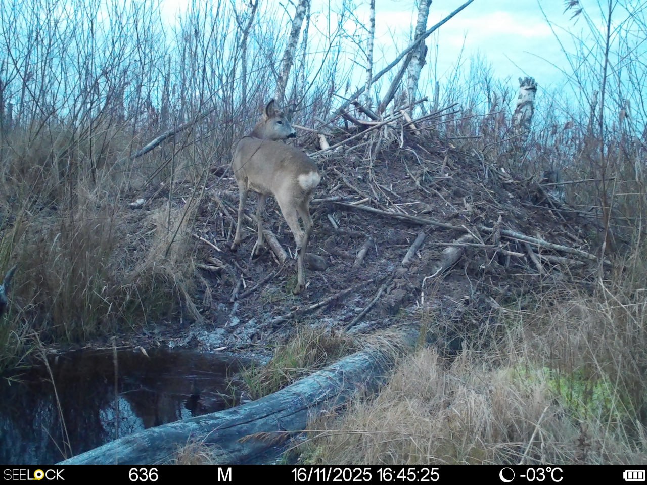 Фотоловушки Рдейского заповедника удивляют особенными кадрами Фотоловушки Рдейского заповедника удивляют особенными кадрами