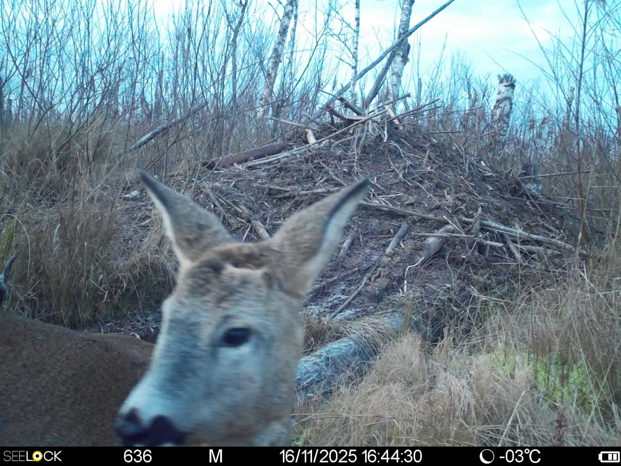 Фотоловушки Рдейского заповедника удивляют особенными кадрами Фотоловушки Рдейского заповедника удивляют особенными кадрами