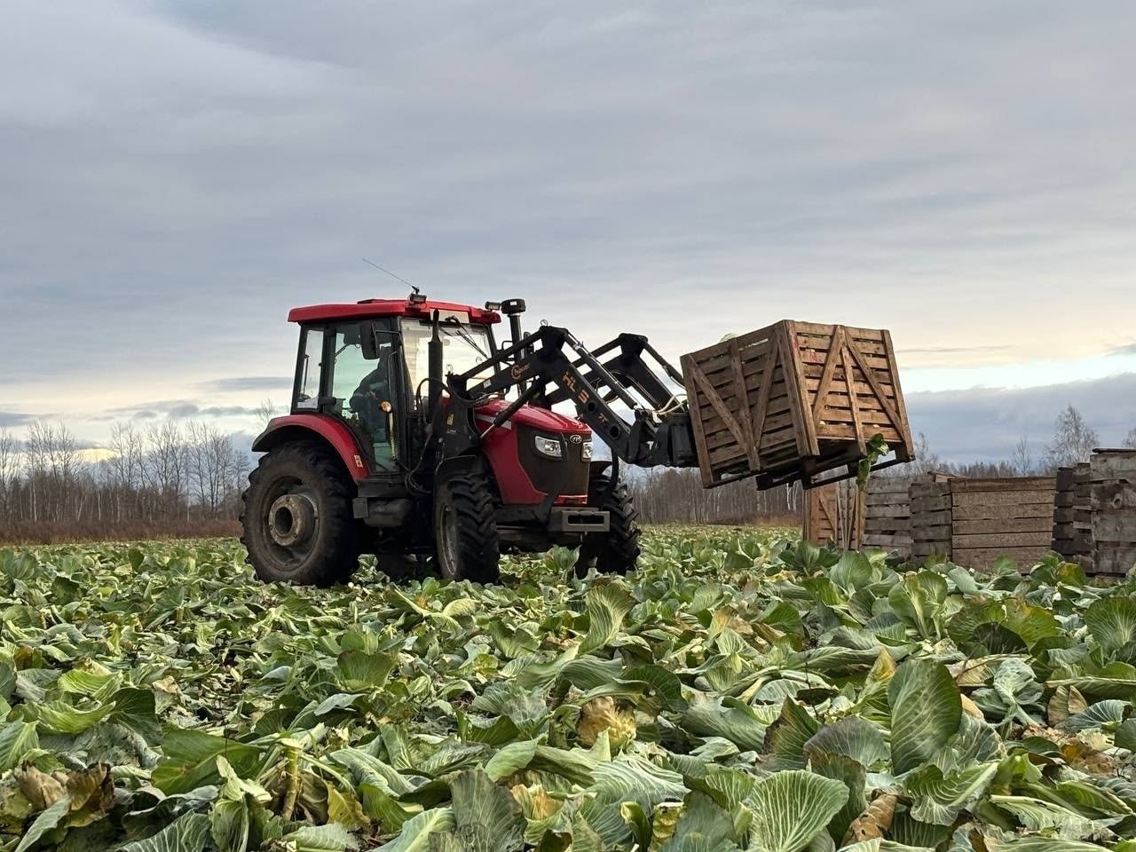 Фермеры Новгородской области собрали почти 30 тысяч тонн капусты Фермеры Новгородской области собрали почти 30 тысяч тонн капусты