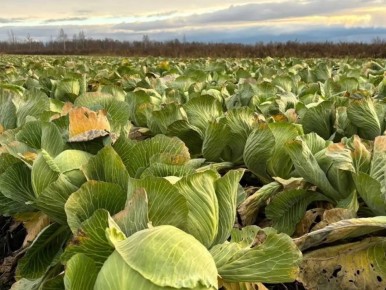 В Новгородской области вырастили более 29 тысяч тонн капусты