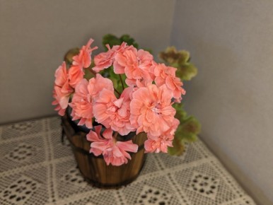 Пеларгонии-зонартики: что стоит за ценой черенков в 1200 рублей?