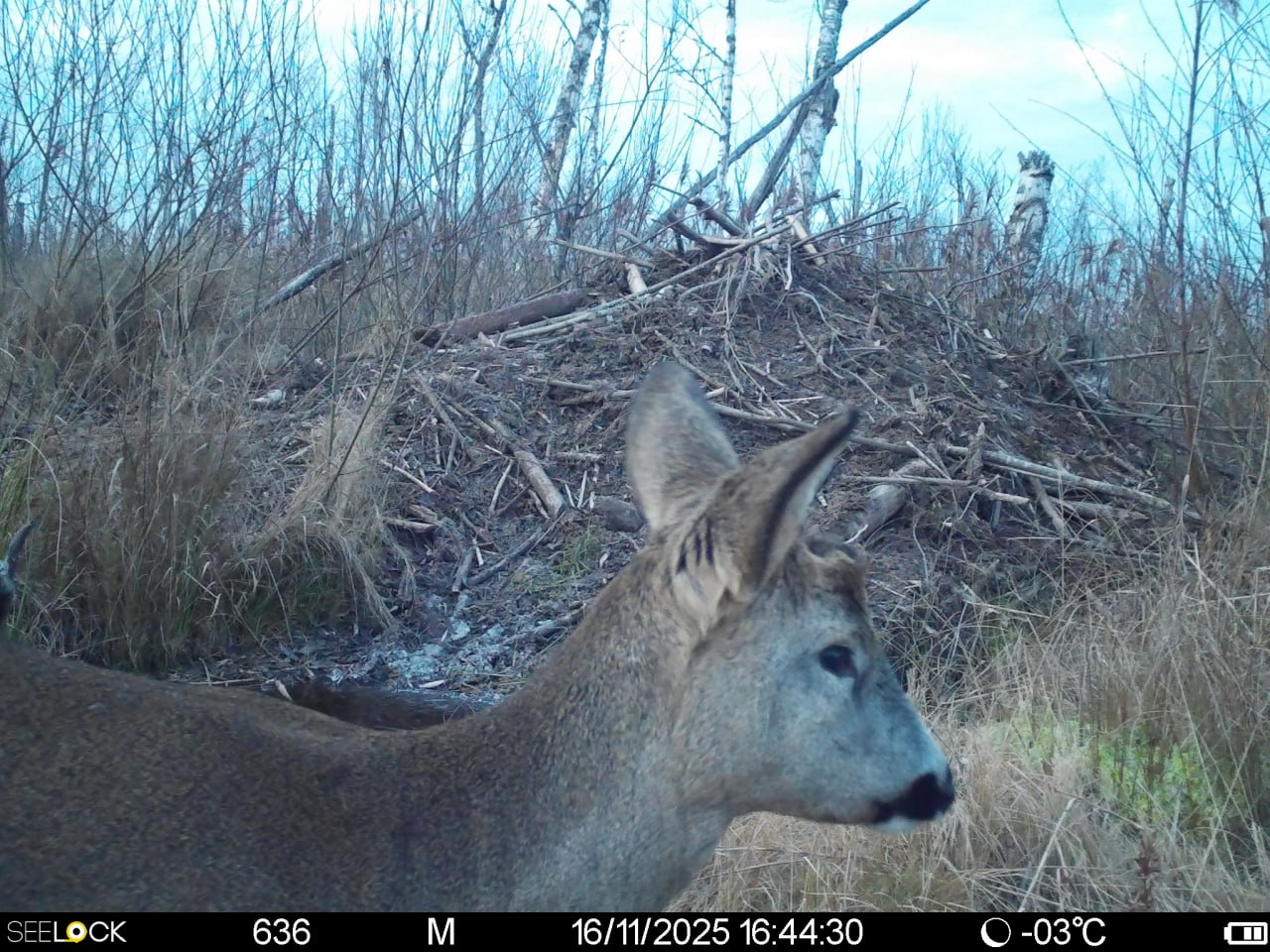 Фотоловушки Рдейского заповедника удивляют особенными кадрами