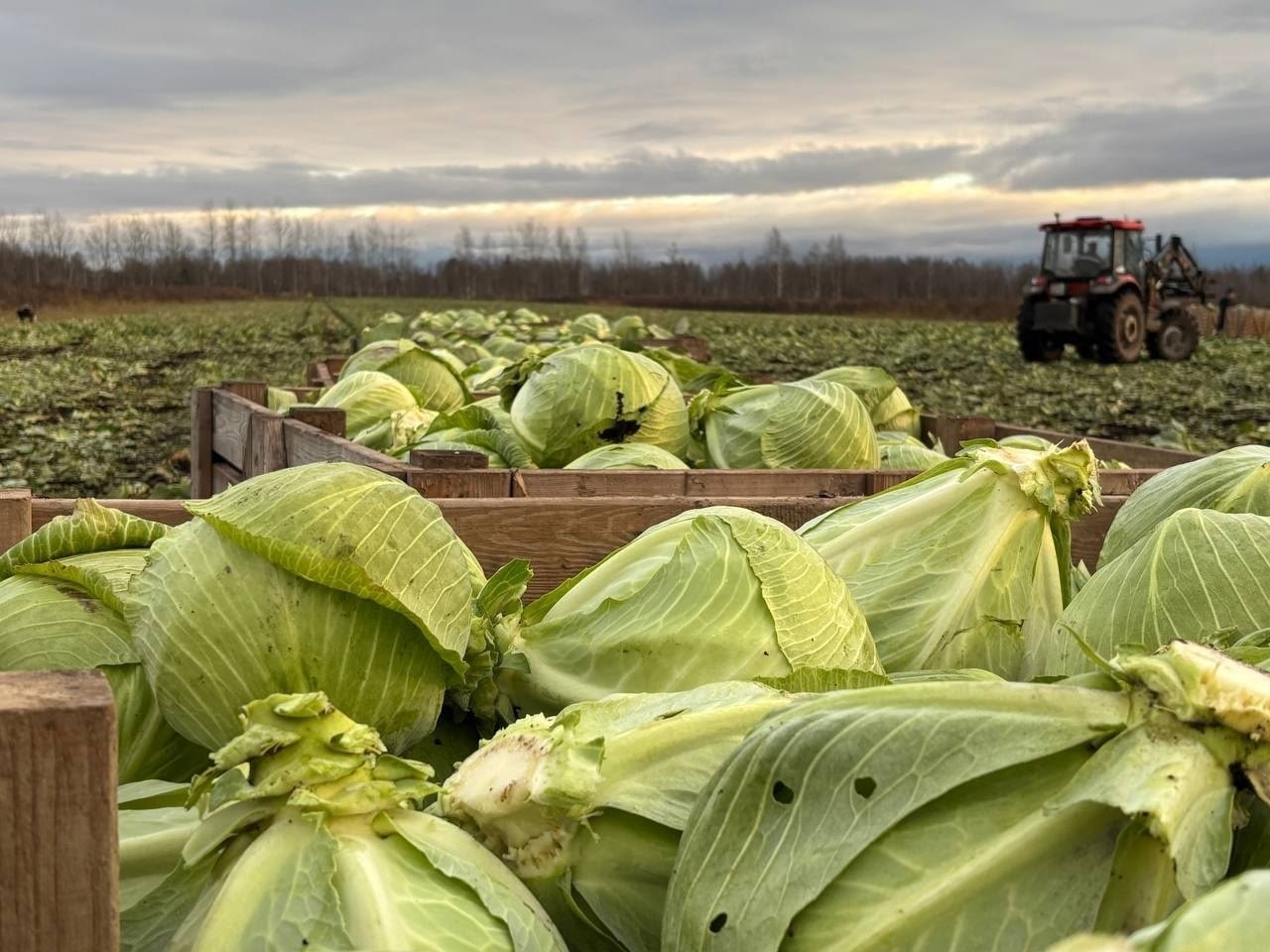 Фермеры Новгородской области собрали почти 30 тысяч тонн капусты Фермеры Новгородской области собрали почти 30 тысяч тонн капусты