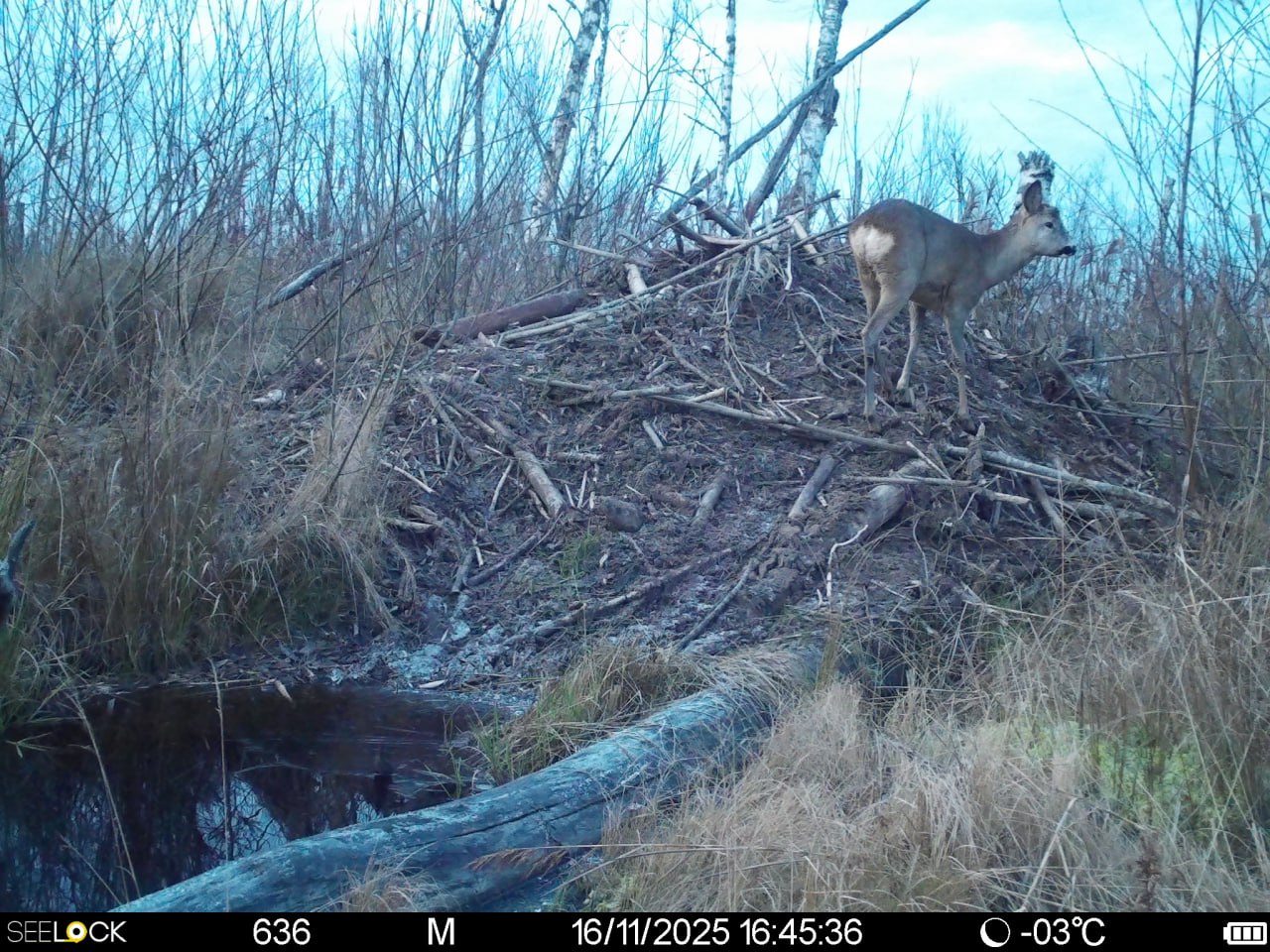 Фотоловушки Рдейского заповедника удивляют особенными кадрами Фотоловушки Рдейского заповедника удивляют особенными кадрами