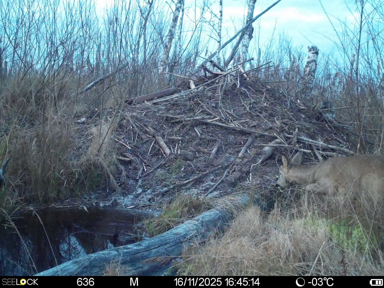 Фотоловушки Рдейского заповедника удивляют особенными кадрами Фотоловушки Рдейского заповедника удивляют особенными кадрами