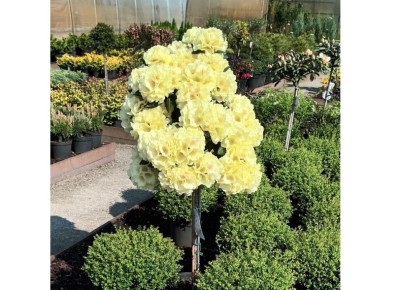 Эстетика штамбовых рододендронов