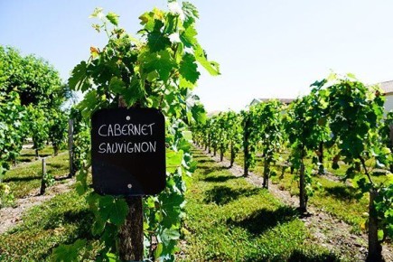 Каберне Совиньон: Виноград, который завоевывает внимание всех!