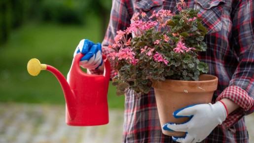 Хилая герань зазеленеет и покроется бутонами: подкормите цветок проверенным средством