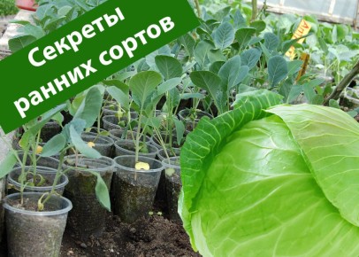 Искусство раннего сбора капусты: секреты успешного выращивания