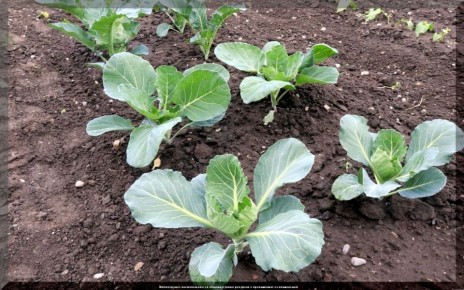 Капуста: Как выбрать лучший способ выращивания – рассадой или семенами?