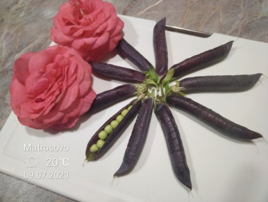 Секреты успешного выращивания фиолетового гороха на вертикальной опоре