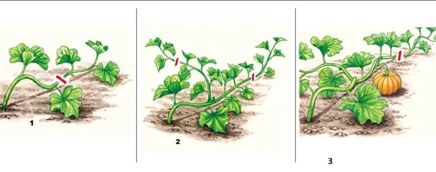 ��� ��������� ����� �����������: ������ ��� ��������