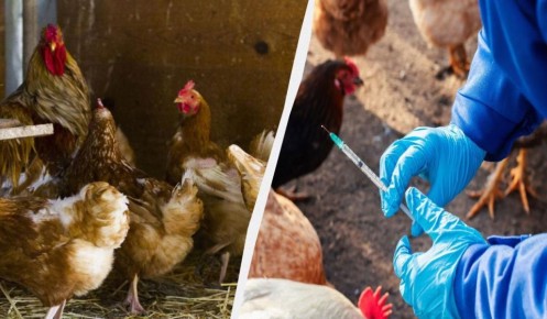 Куры остаются здоровыми и активными с простым средством