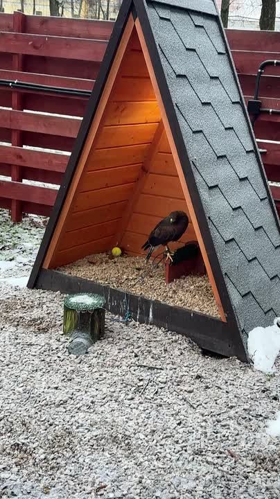 Команда НТ заглянула в Соколиный двор