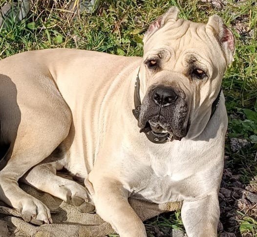 Экспертиза подтвердила, что не волки растерзали собаку под Великим Новгородом